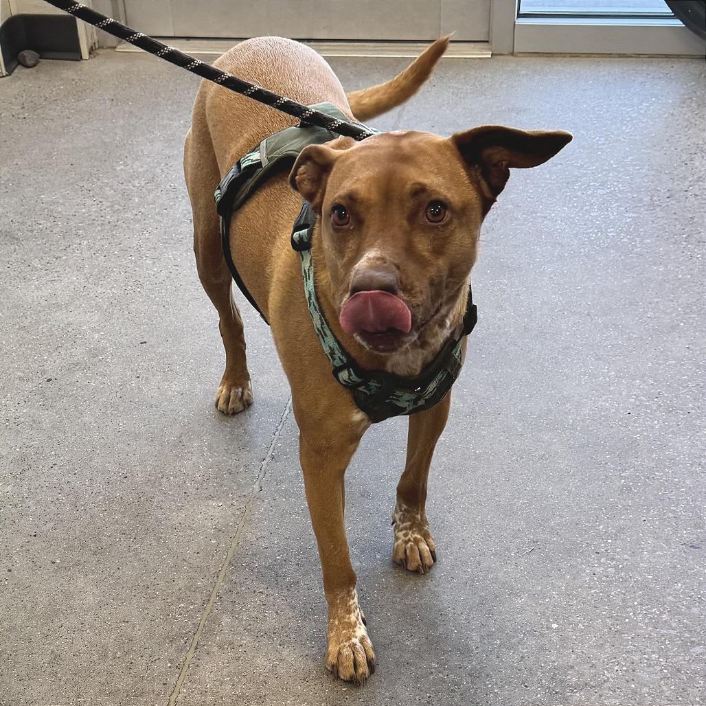 Enlarge Sage, a Adoptable Mixed Breed in Las Cruces, NM image 1/5