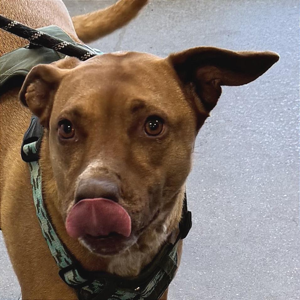 Enlarge Sage, a Adoptable Mixed Breed in Las Cruces, NM image 2/5