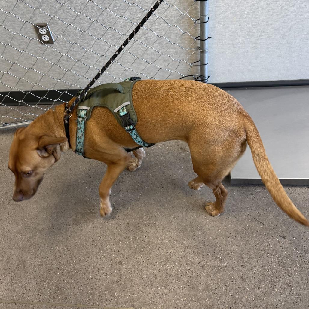 Enlarge Sage, a Adoptable Mixed Breed in Las Cruces, NM image 3/5