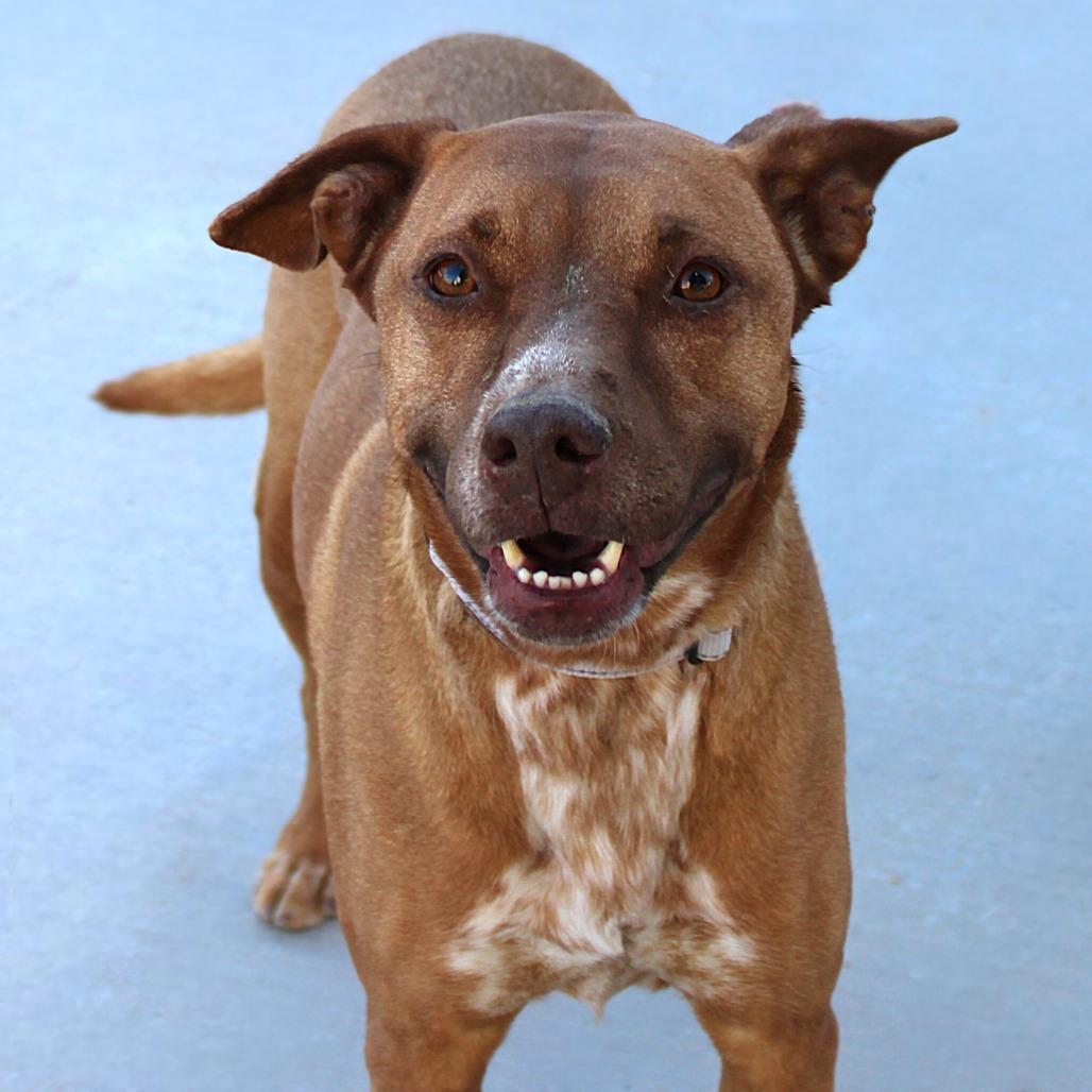 Enlarge Sage, a Adoptable Mixed Breed in Las Cruces, NM image 4/5