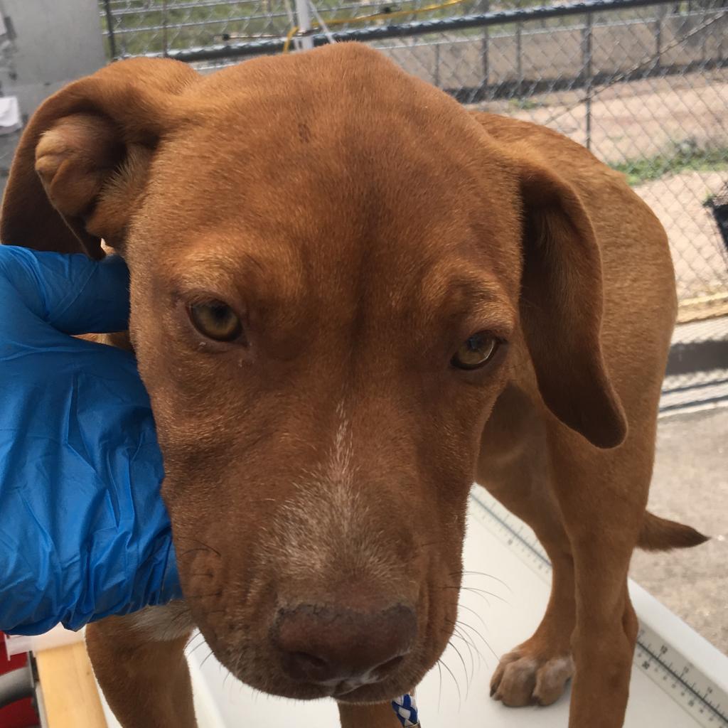 Enlarge Sage, a Adoptable Mixed Breed in Las Cruces, NM image 5/5