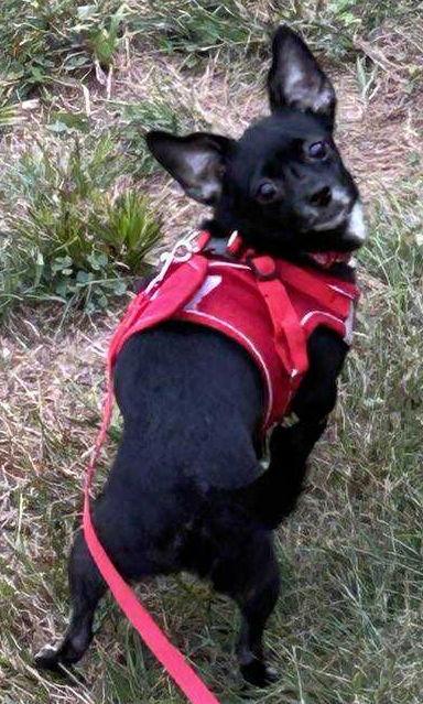 Billie, Adopted, Adult Female Chihuahua.
