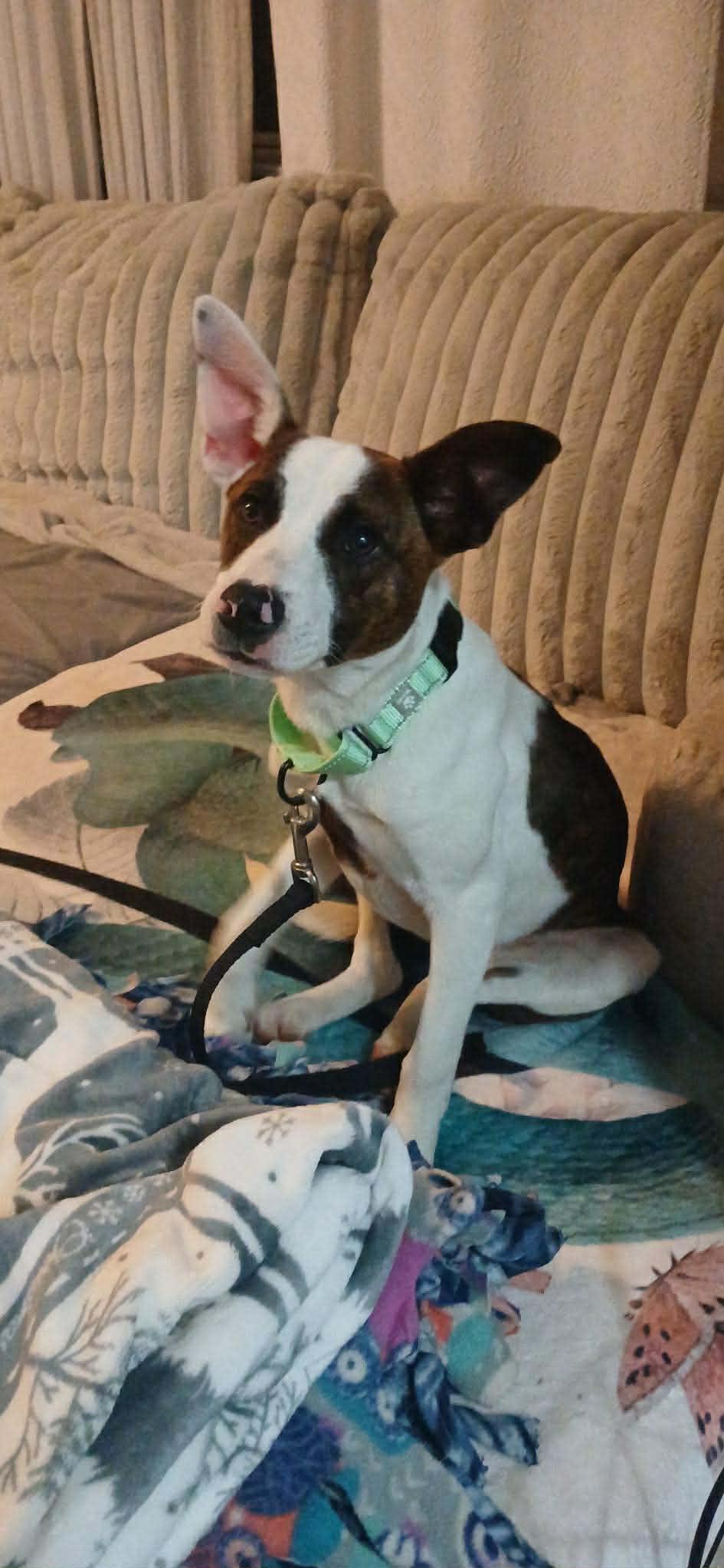 Maggie **Foster-To-Adopt Trial Available!**, ADOPTABLE, Puppy Female American Bully.