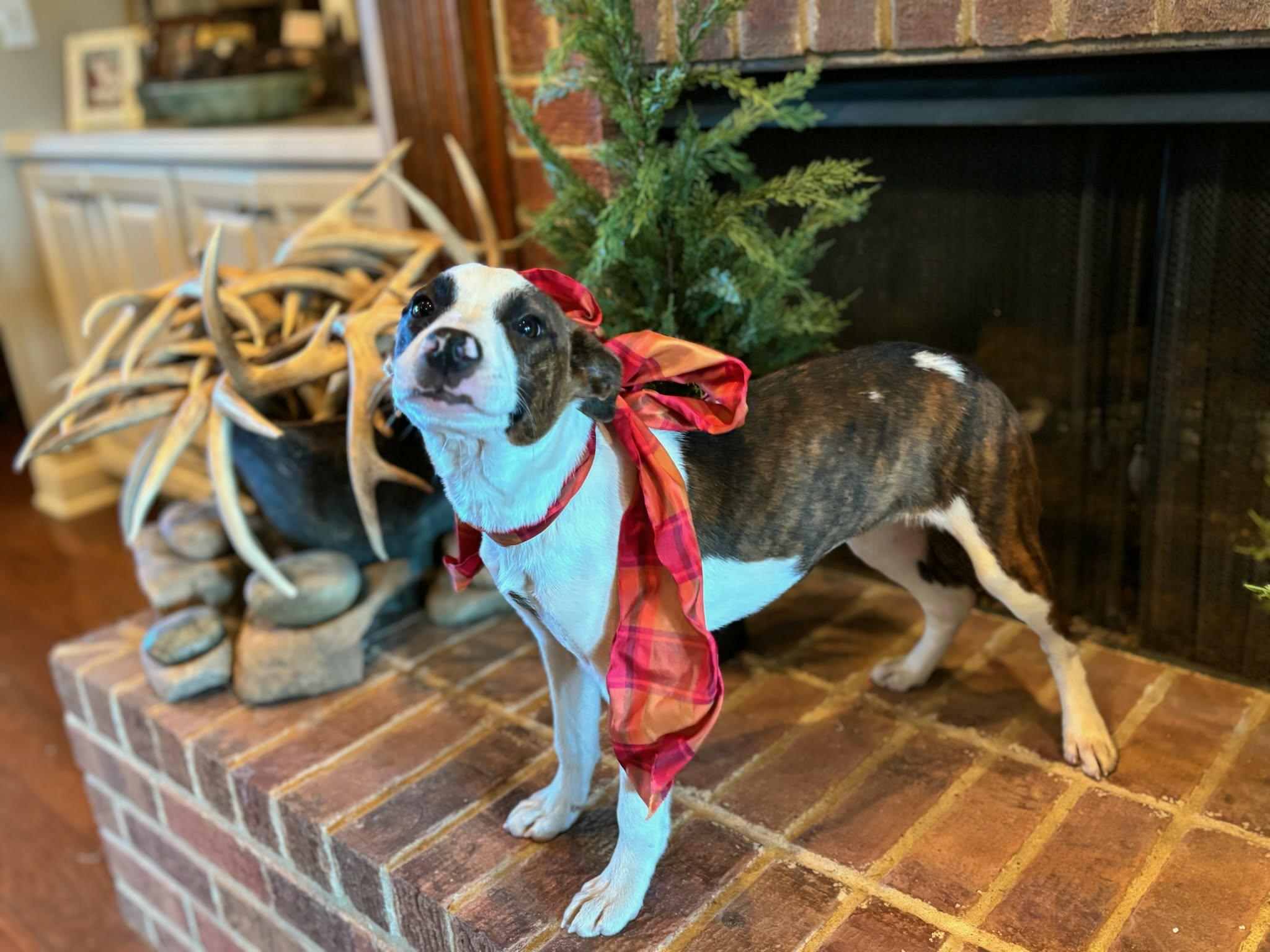 Enlarge Maggie **Foster-To-Adopt Trial Available!**, a ADOPTABLE mixed breed in Westport, MA image 3/6