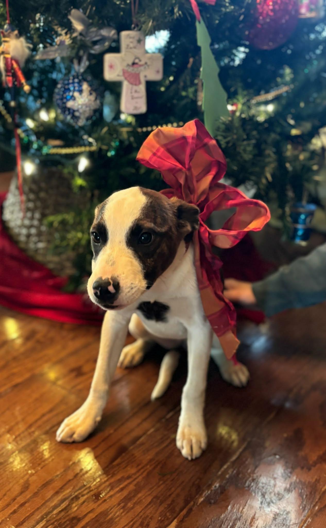 Enlarge Maggie **Foster-To-Adopt Trial Available!**, a ADOPTABLE mixed breed in Westport, MA image 4/6