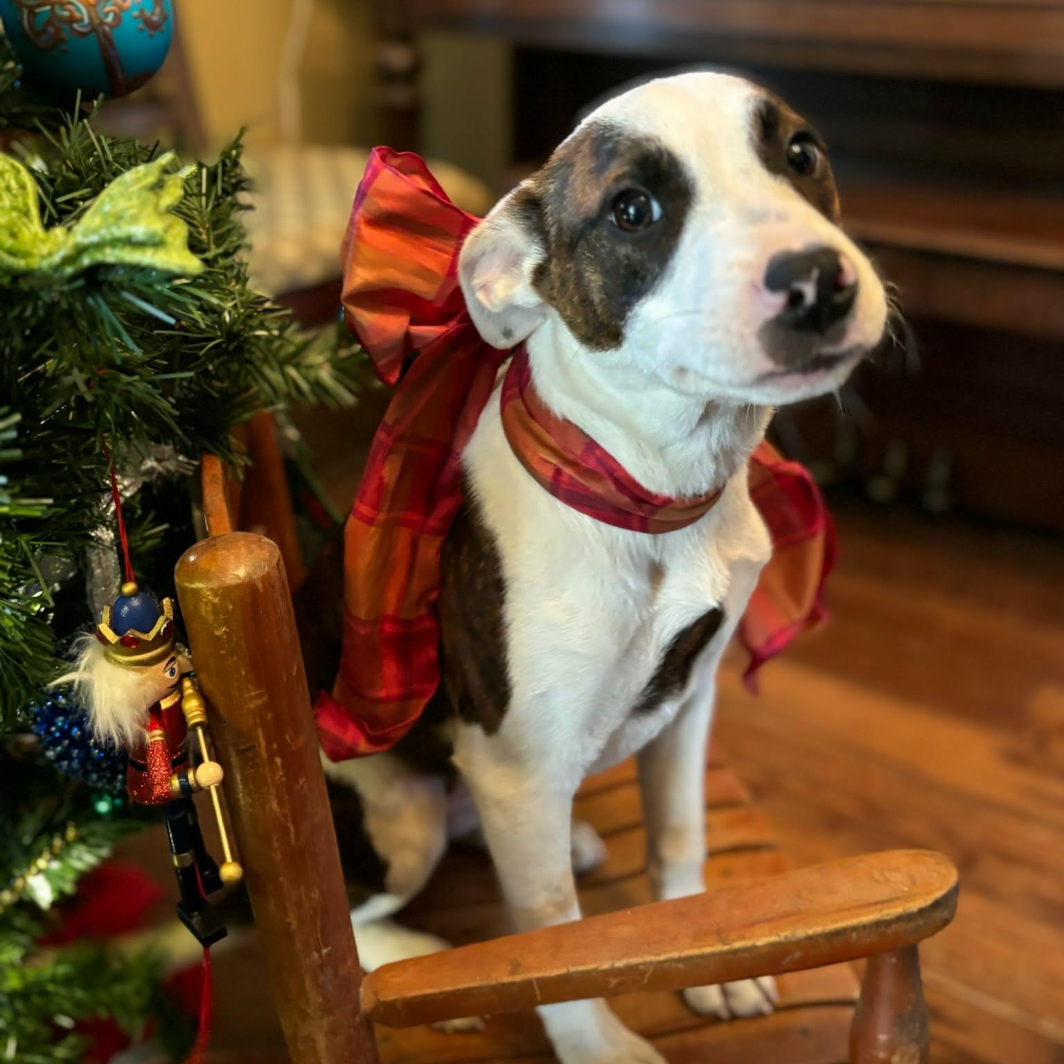 Enlarge Maggie **Foster-To-Adopt Trial Available!**, a ADOPTABLE mixed breed in Westport, MA image 1/6