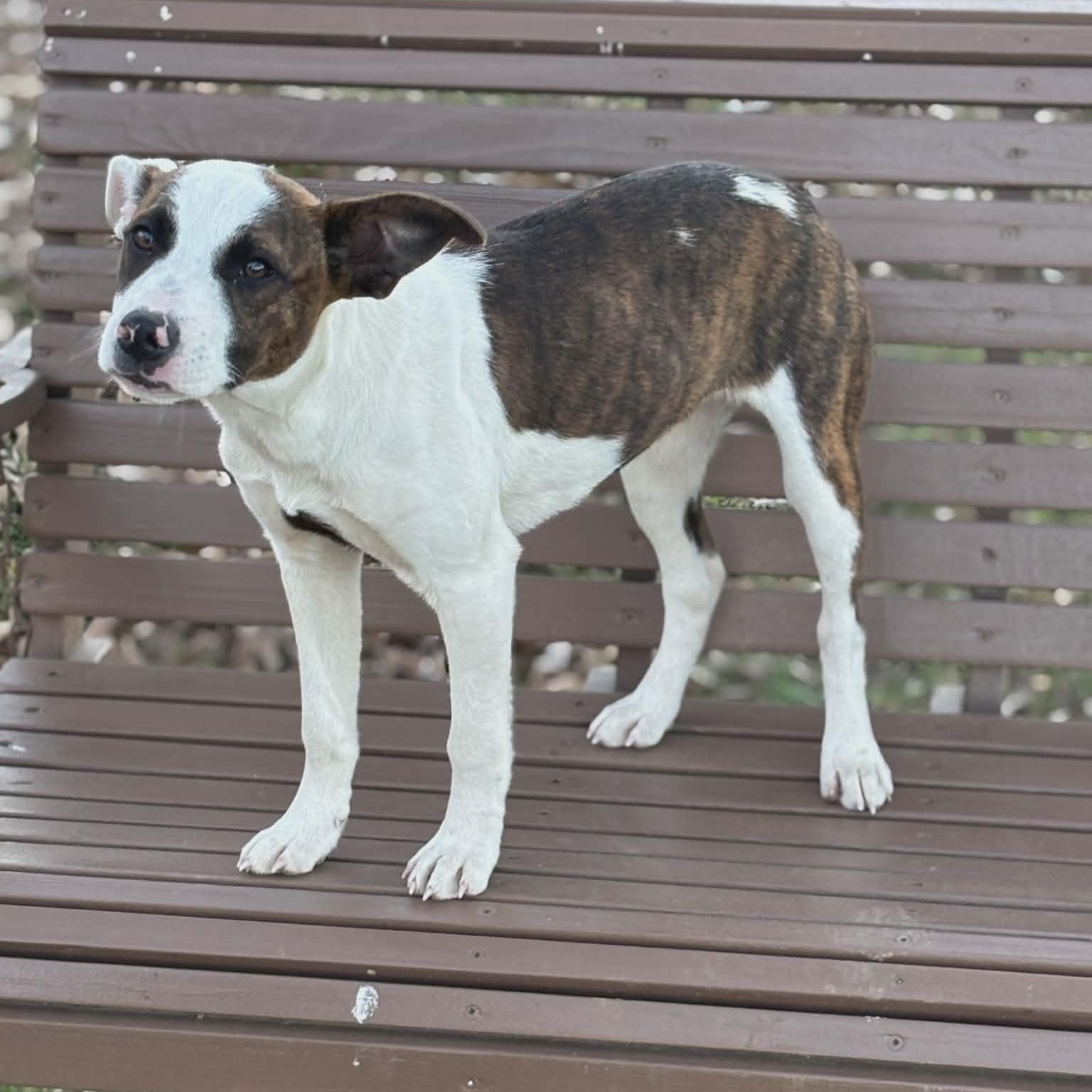 Enlarge Maggie **Foster-To-Adopt Trial Available!**, a ADOPTABLE mixed breed in Westport, MA image 2/6