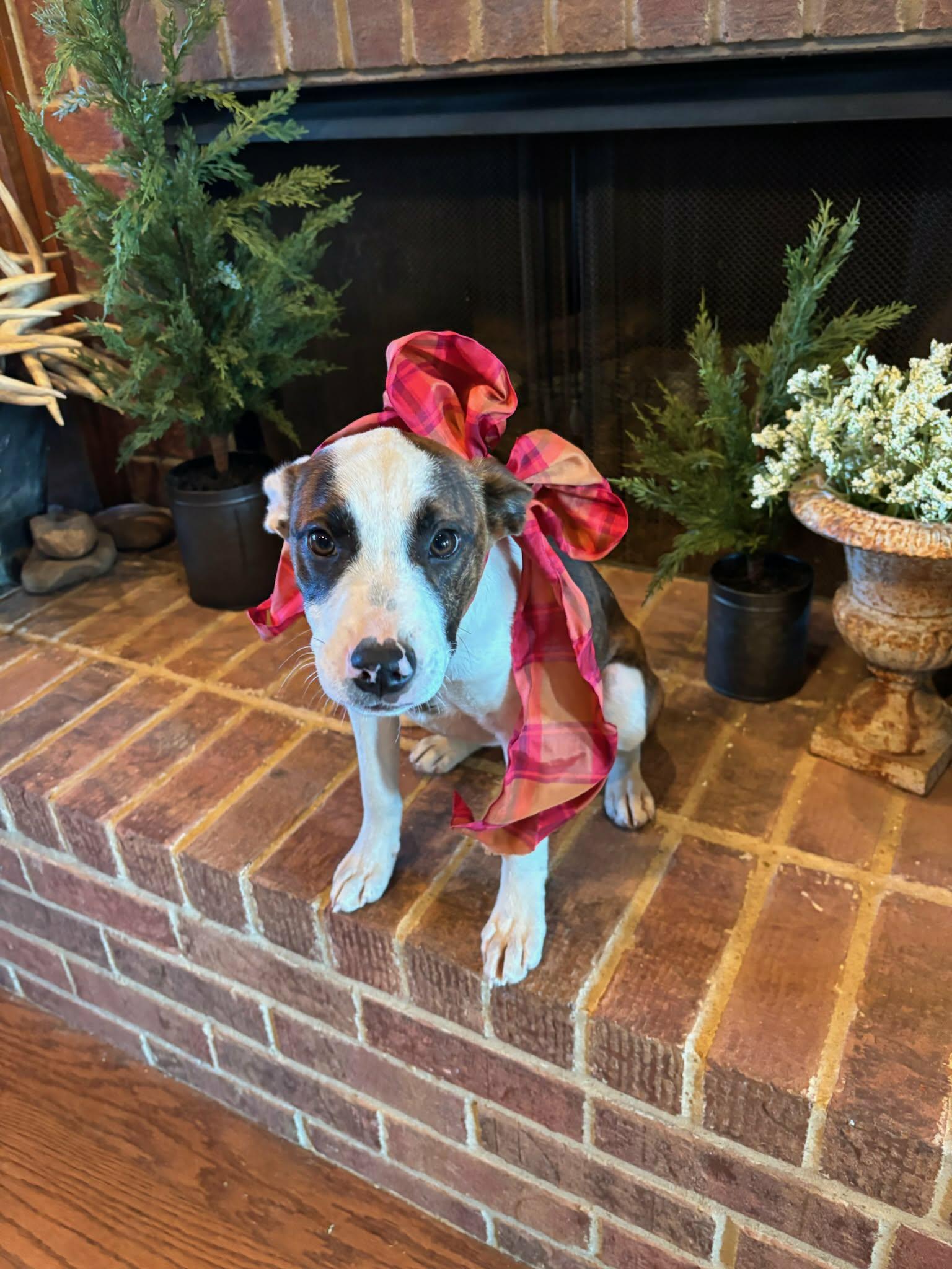 Enlarge Maggie **Foster-To-Adopt Trial Available!**, a ADOPTABLE mixed breed in Westport, MA image 5/6