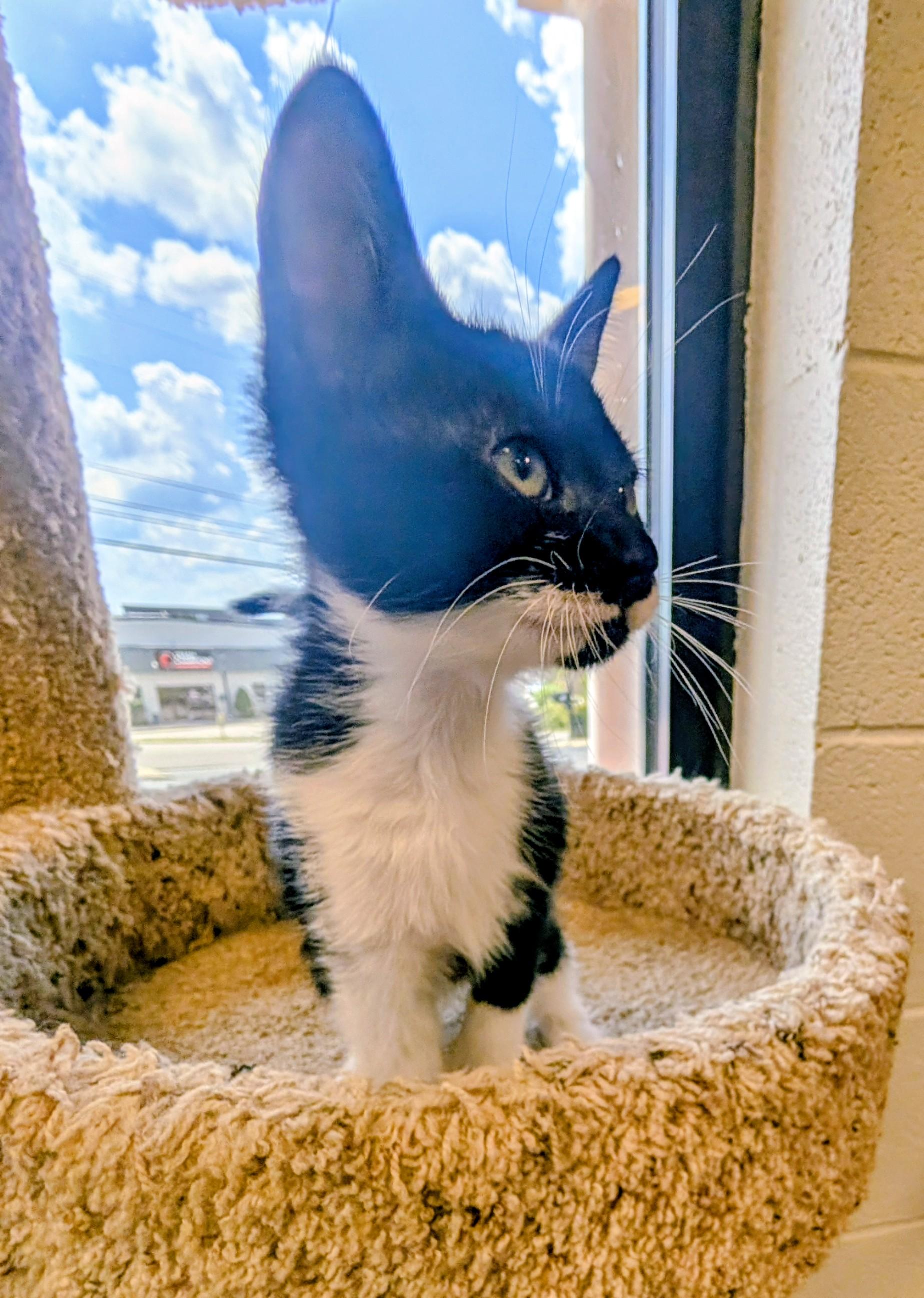 Enlarge Ribbon, a ADOPTABLE mixed breed in Mount Juliet, TN image 1/3