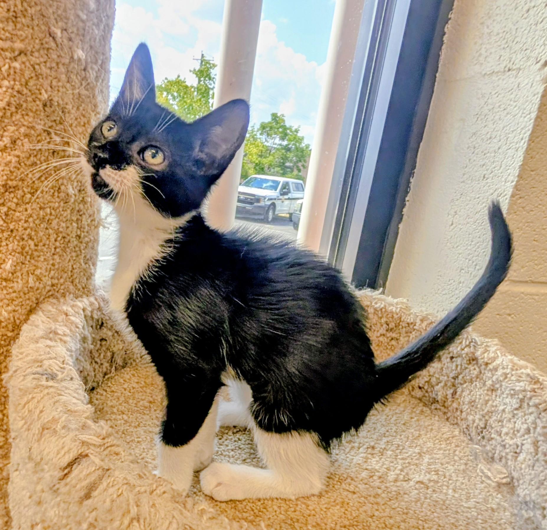 Enlarge Ribbon, a ADOPTABLE mixed breed in Mount Juliet, TN image 2/3