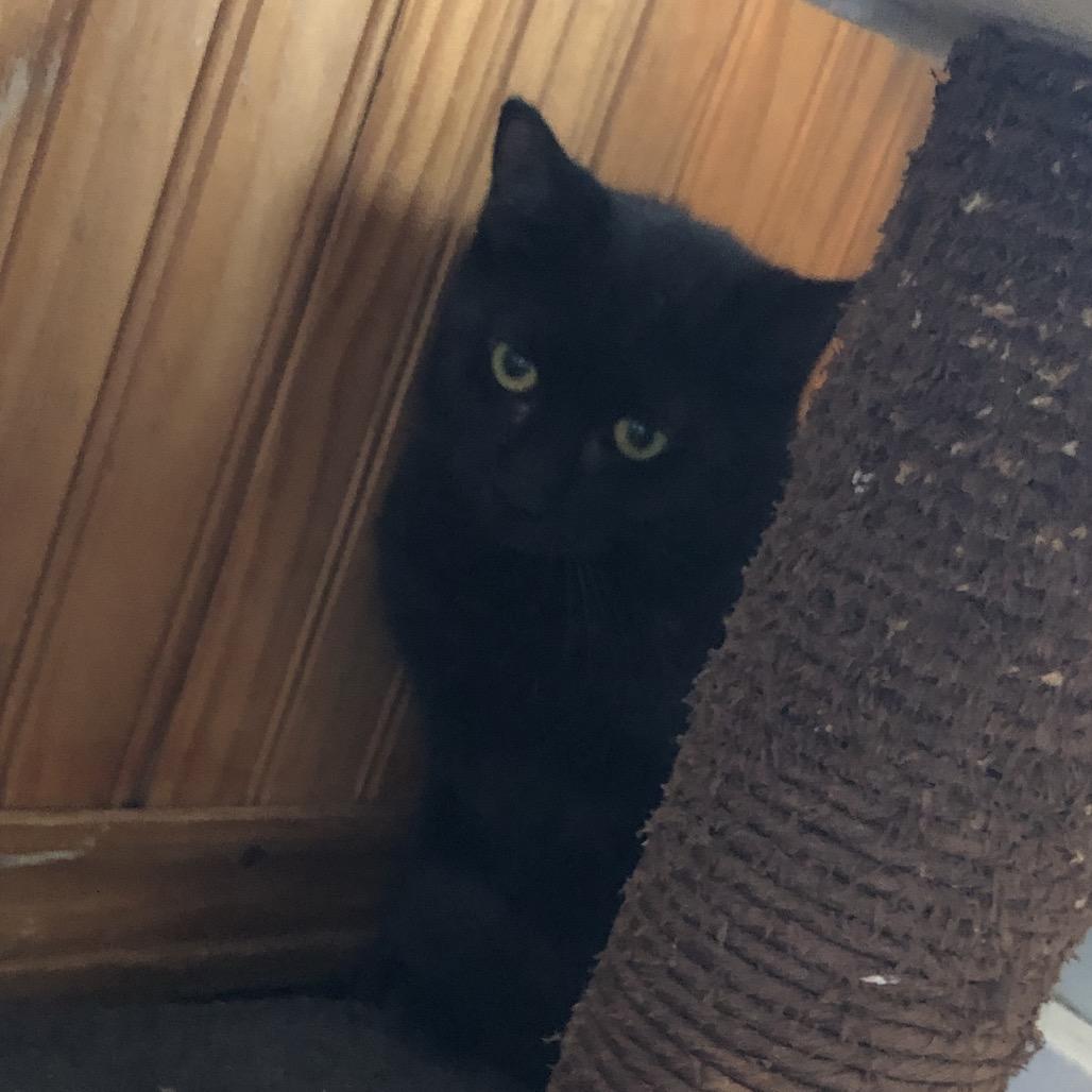 Clyde, Adoptable, Young Male Domestic Short Hair.