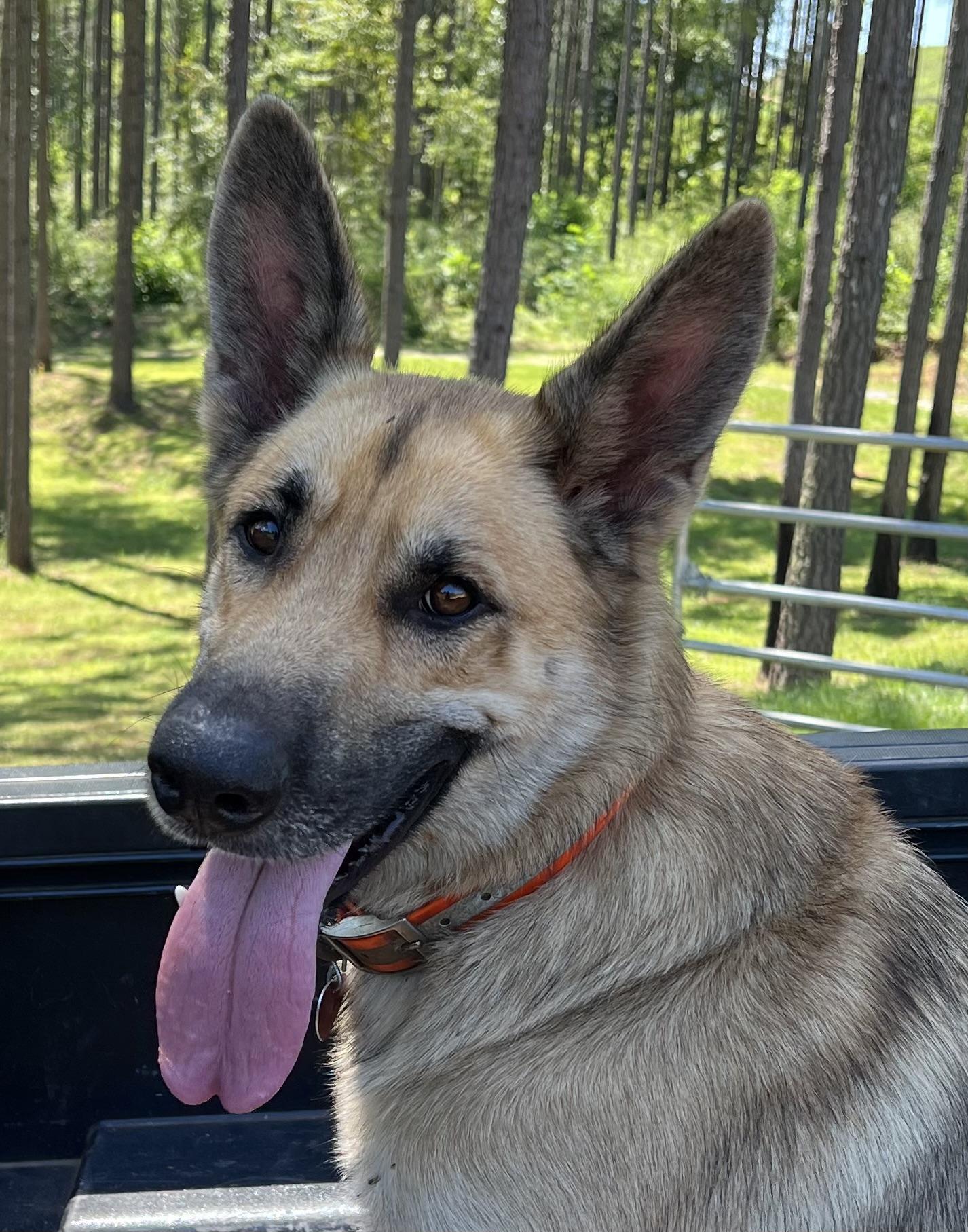 Joshua, Adoptable, Adult Male German Shepherd Dog.