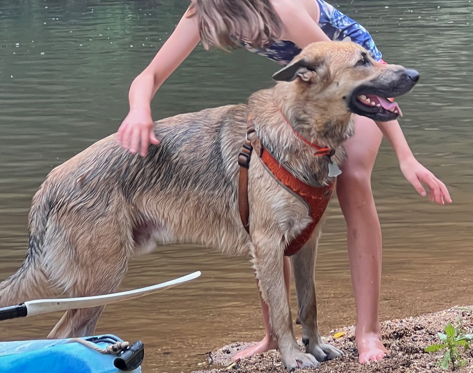 Enlarge Joshua, a Adoptable German Shepherd Dog in Roswell, GA image 3/5