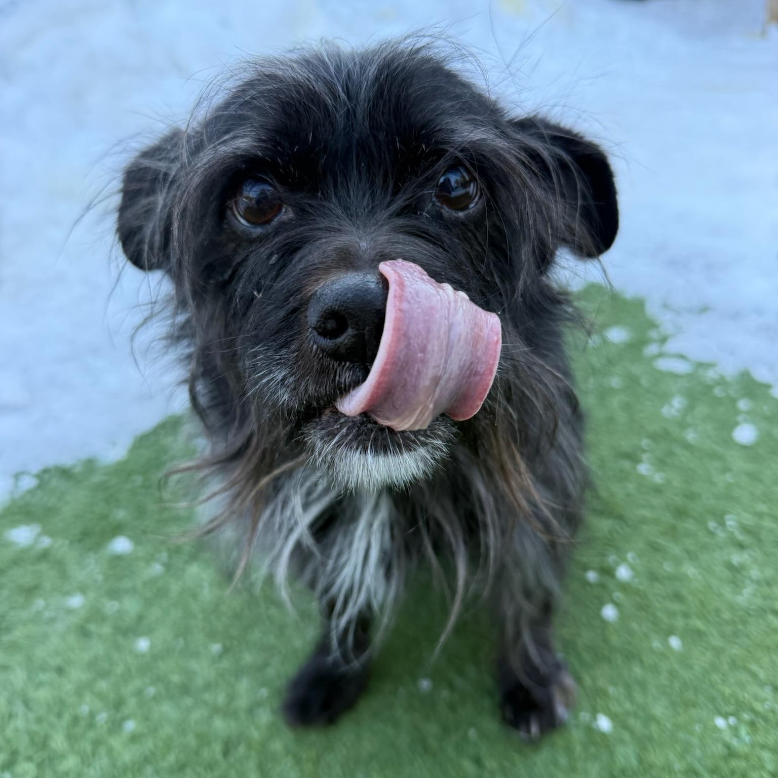 Frasier, a ADOPTABLE mixed breed in Groton, CT image 2/6