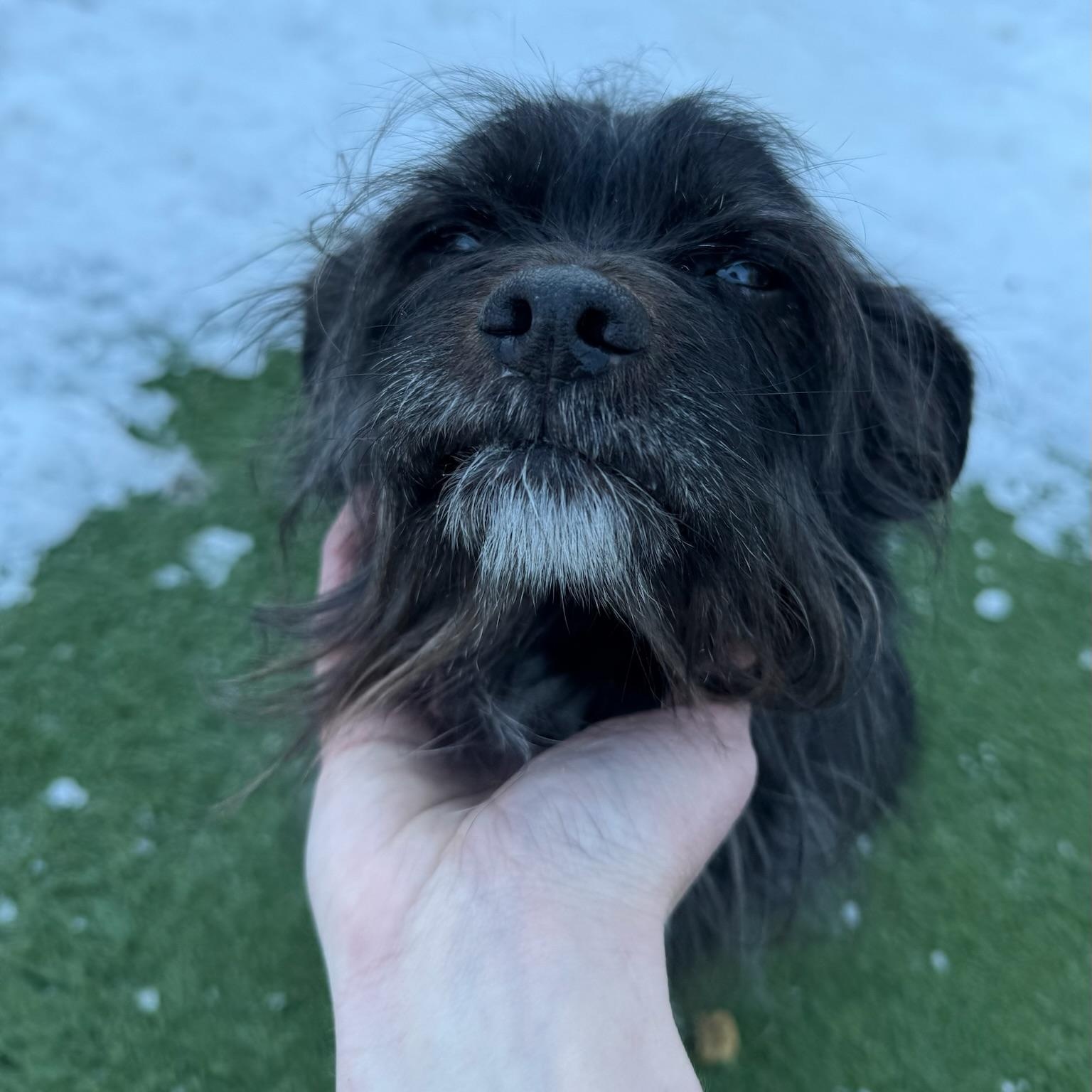 Frasier, a ADOPTABLE mixed breed in Groton, CT image 4/6