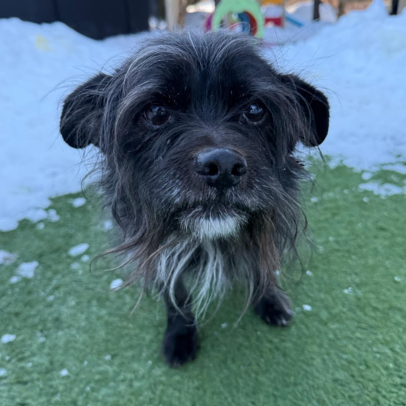 Frasier, ADOPTABLE, Senior Male Mixed Breed.