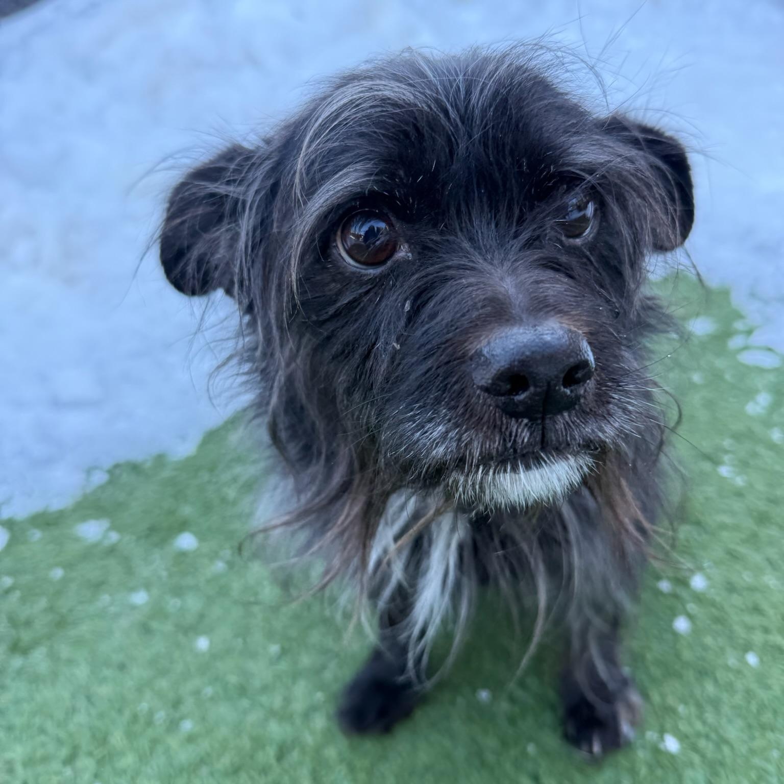 Frasier, a ADOPTABLE mixed breed in Groton, CT image 3/6