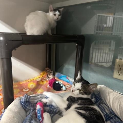 Enlarge Clove, a Adoptable Domestic Short Hair in Hutchinson, MN image 2/2