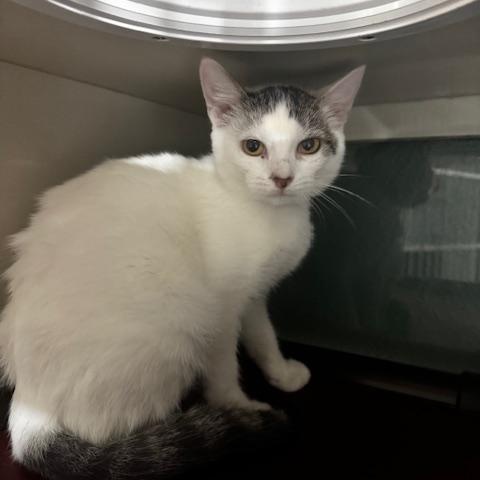 Enlarge Clove, a Adoptable Domestic Short Hair in Hutchinson, MN image 1/2