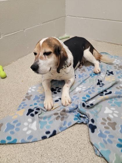 June Carter, Adoptable, Senior Female Beagle & Mixed Breed.