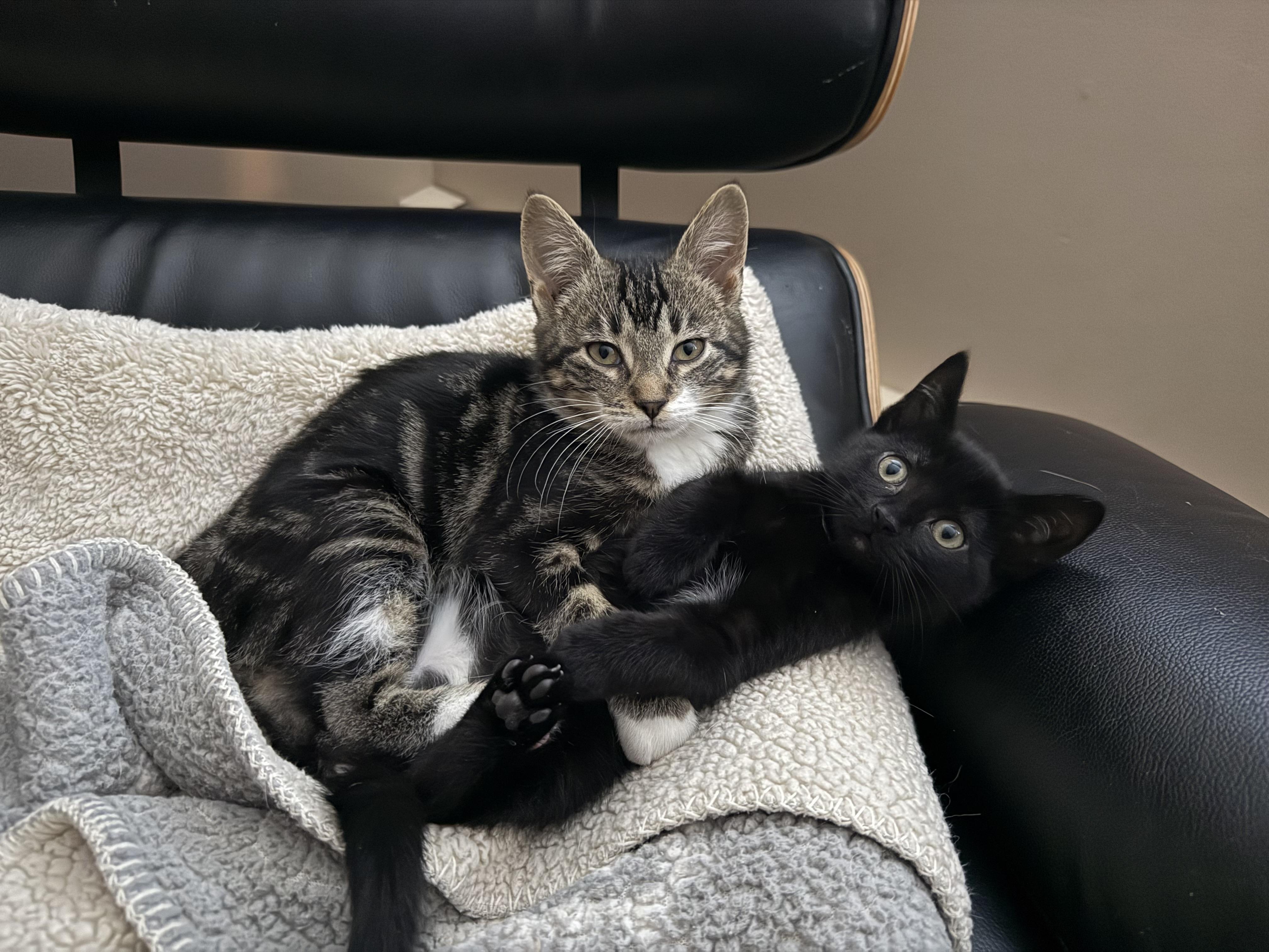 Enlarge Luke and Minnie, a ADOPTABLE Domestic Short Hair in Granby, CT image 4/6
