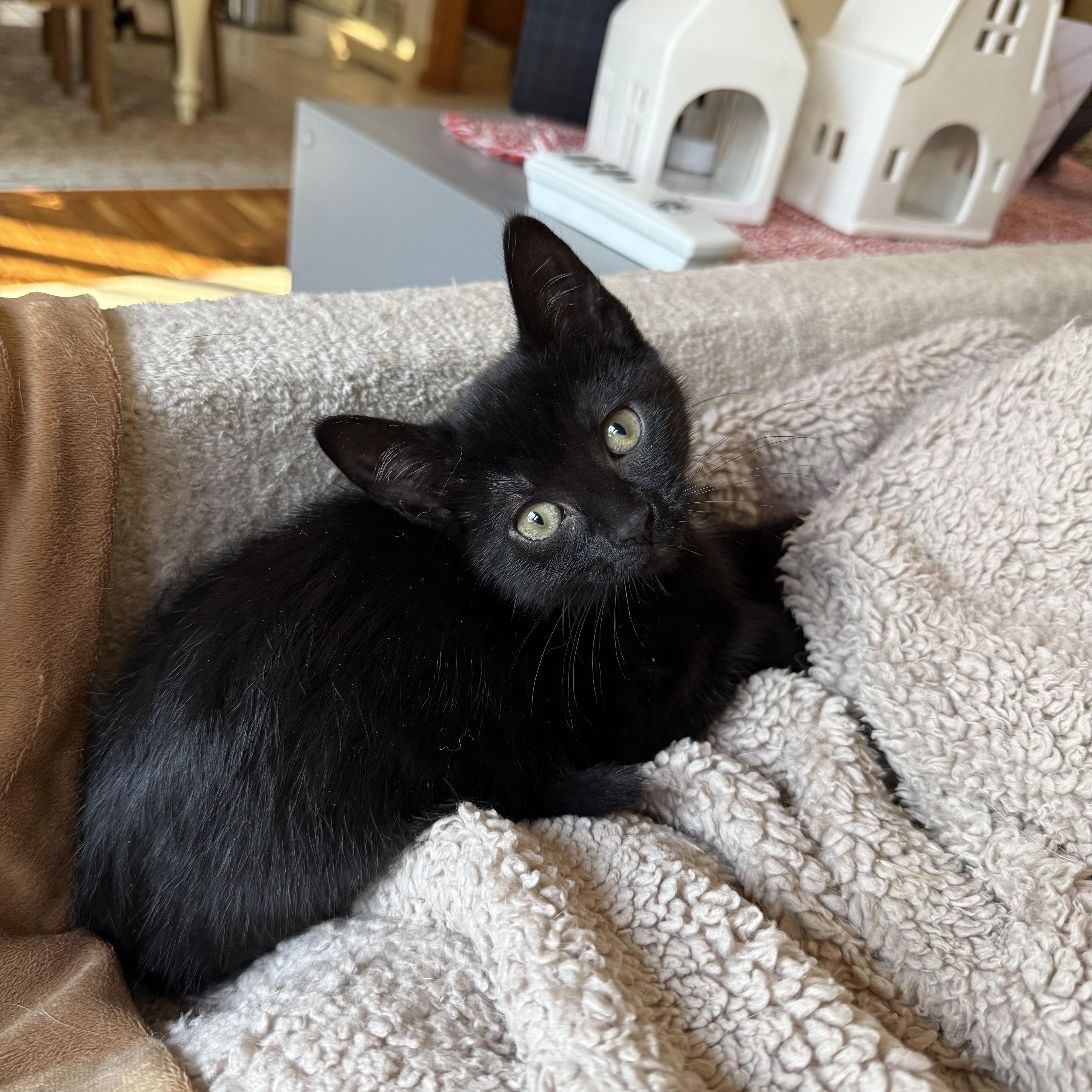 Enlarge Luke and Minnie, a ADOPTABLE Domestic Short Hair in Granby, CT image 6/6