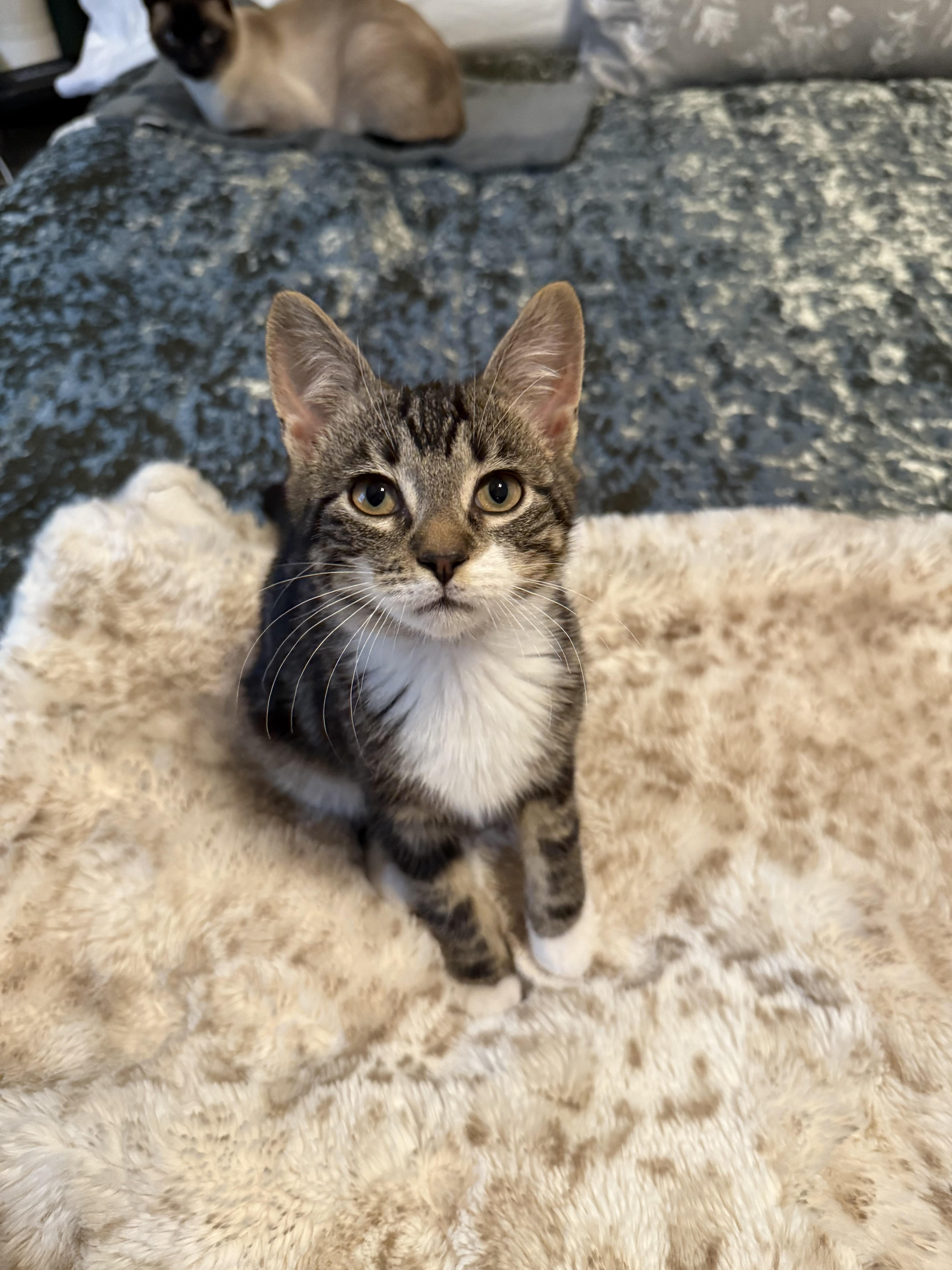 Enlarge Luke and Minnie, a ADOPTABLE Domestic Short Hair in Granby, CT image 2/6