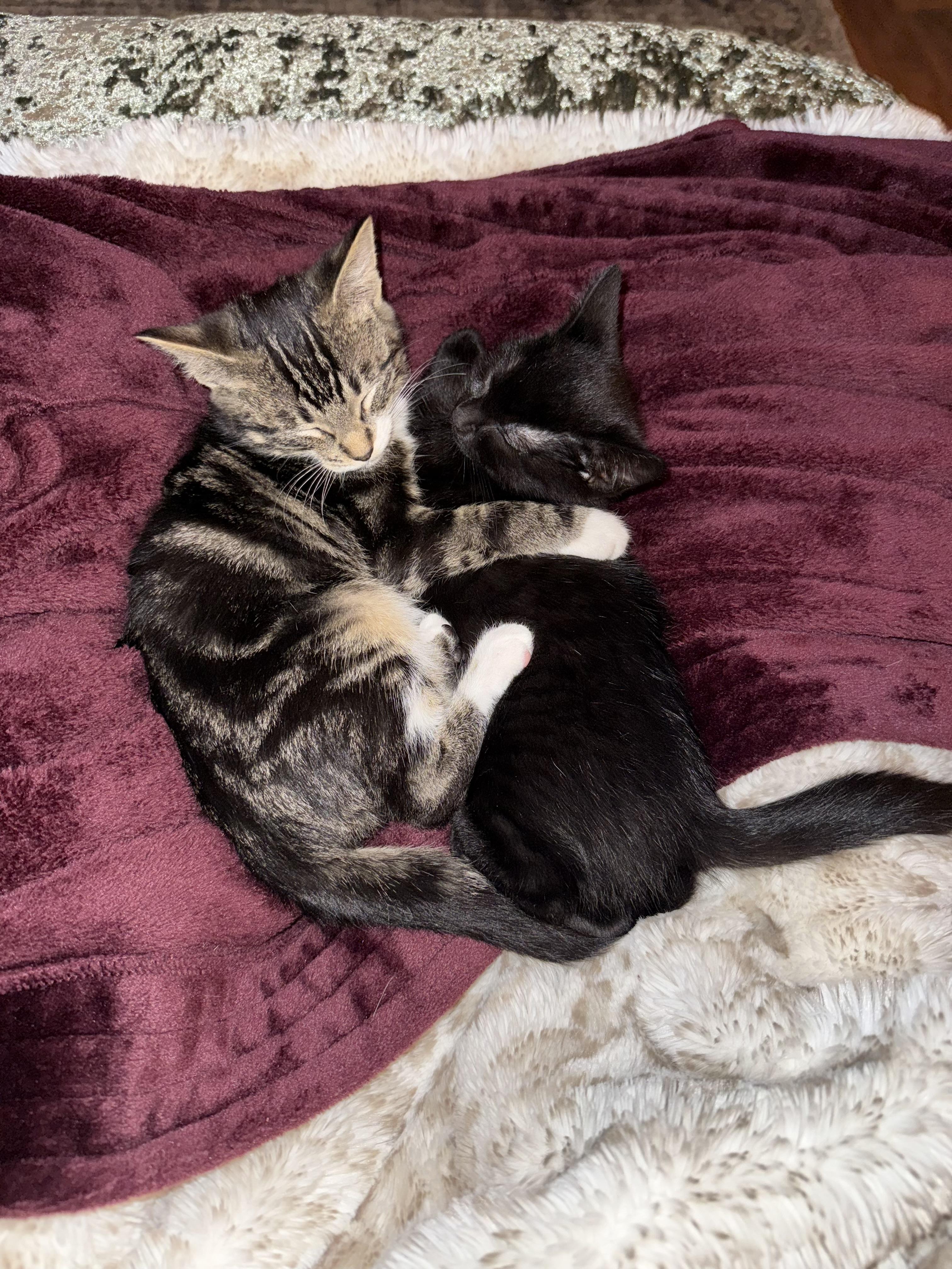 Enlarge Luke and Minnie, a ADOPTABLE Domestic Short Hair in Granby, CT image 3/6