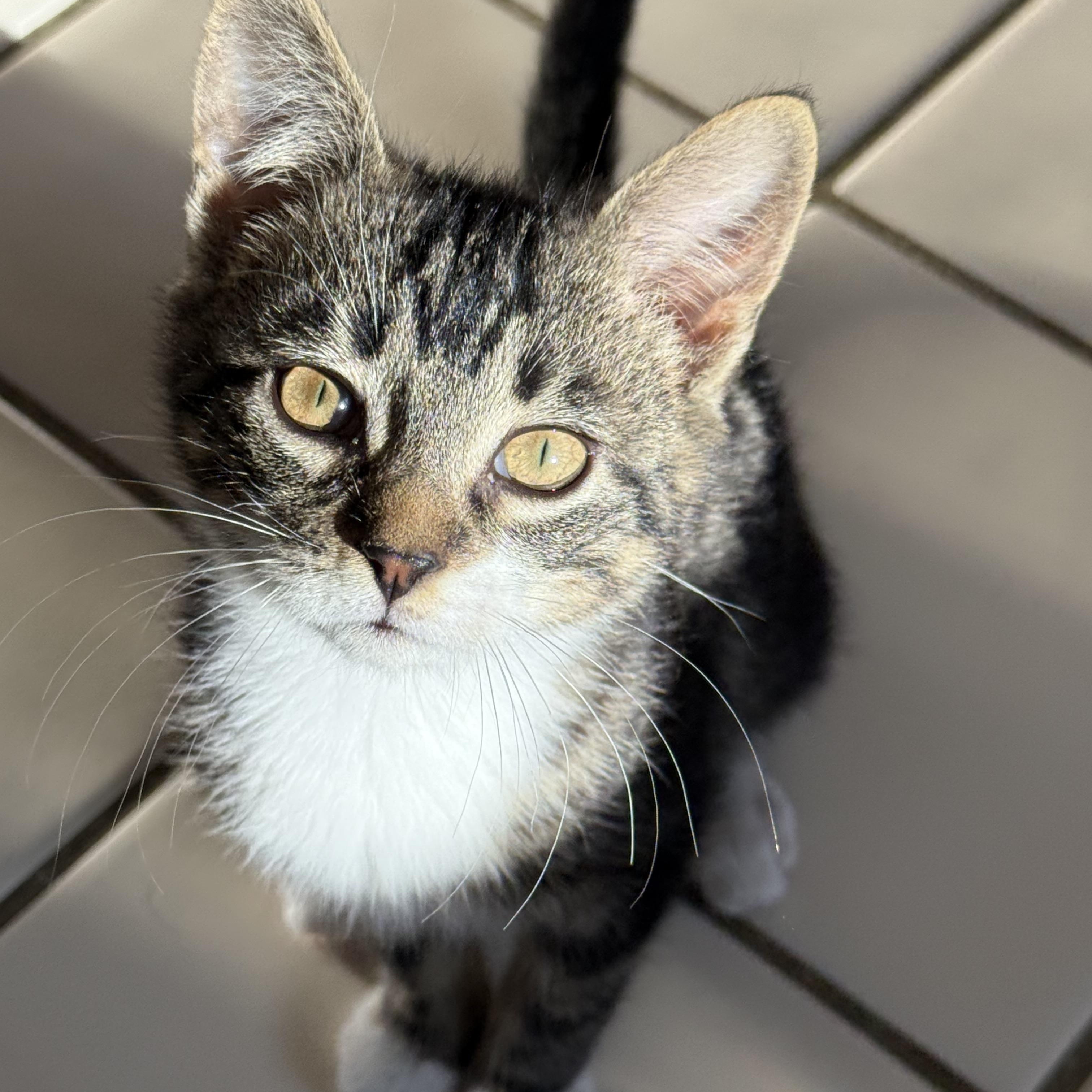 Enlarge Luke and Minnie, a ADOPTABLE Domestic Short Hair in Granby, CT image 5/6