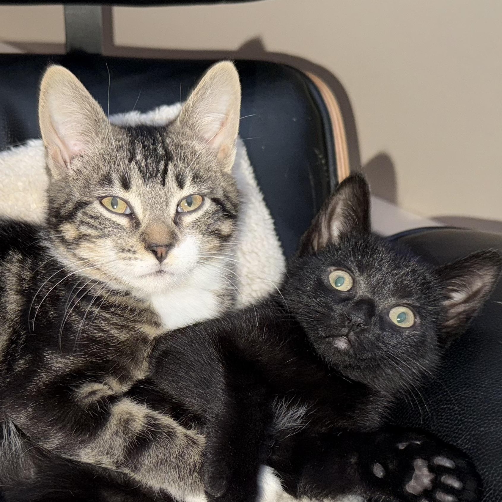 Enlarge Luke and Minnie, a ADOPTABLE Domestic Short Hair in Granby, CT image 1/6