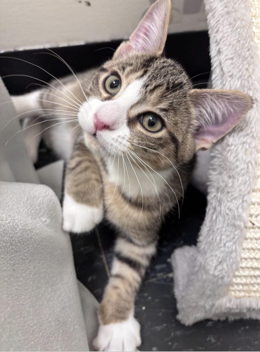 Max, adopted, Kitten Male American Shorthair.