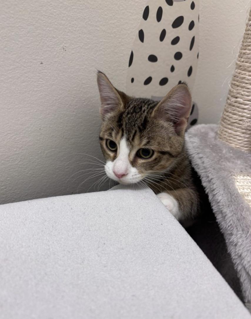 Enlarge Max, an adopted American Shorthair in Brooklyn, NY image 3/4