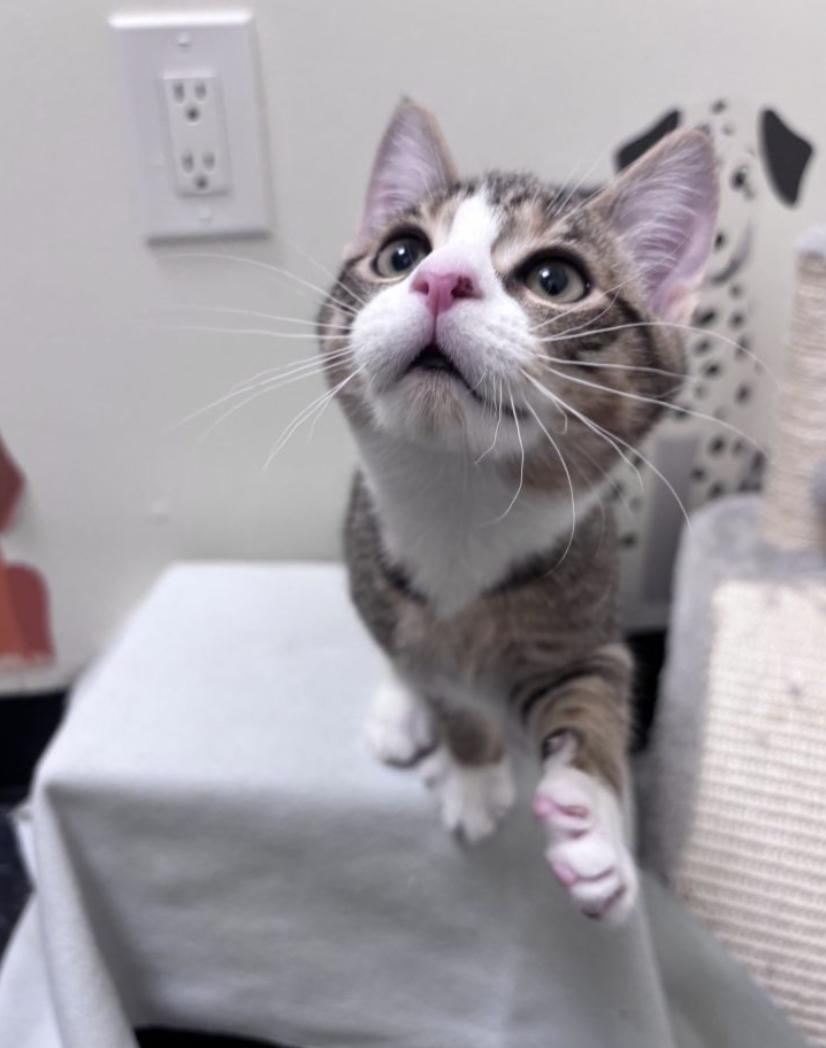 Enlarge Max, an adopted American Shorthair in Brooklyn, NY image 4/4