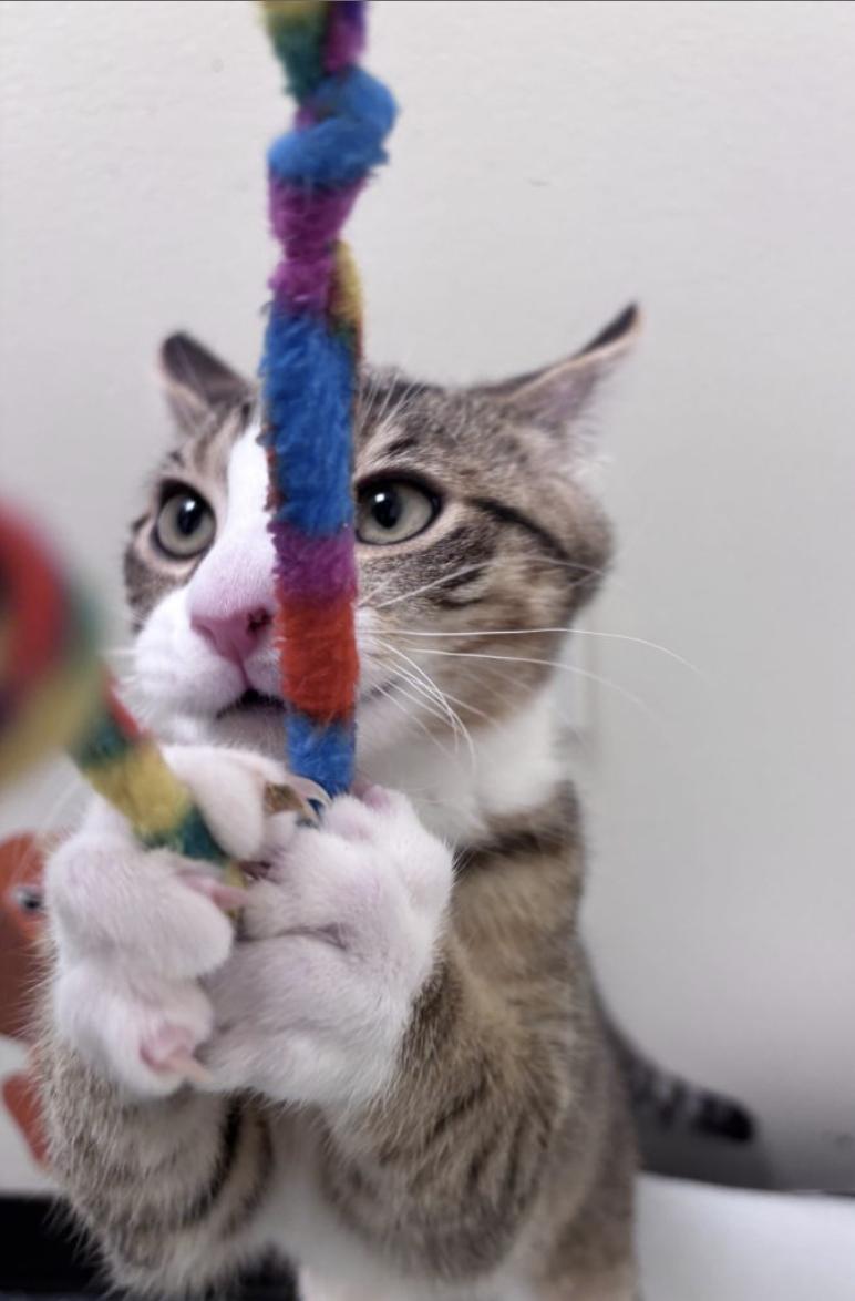 Enlarge Max, an adopted American Shorthair in Brooklyn, NY image 2/4