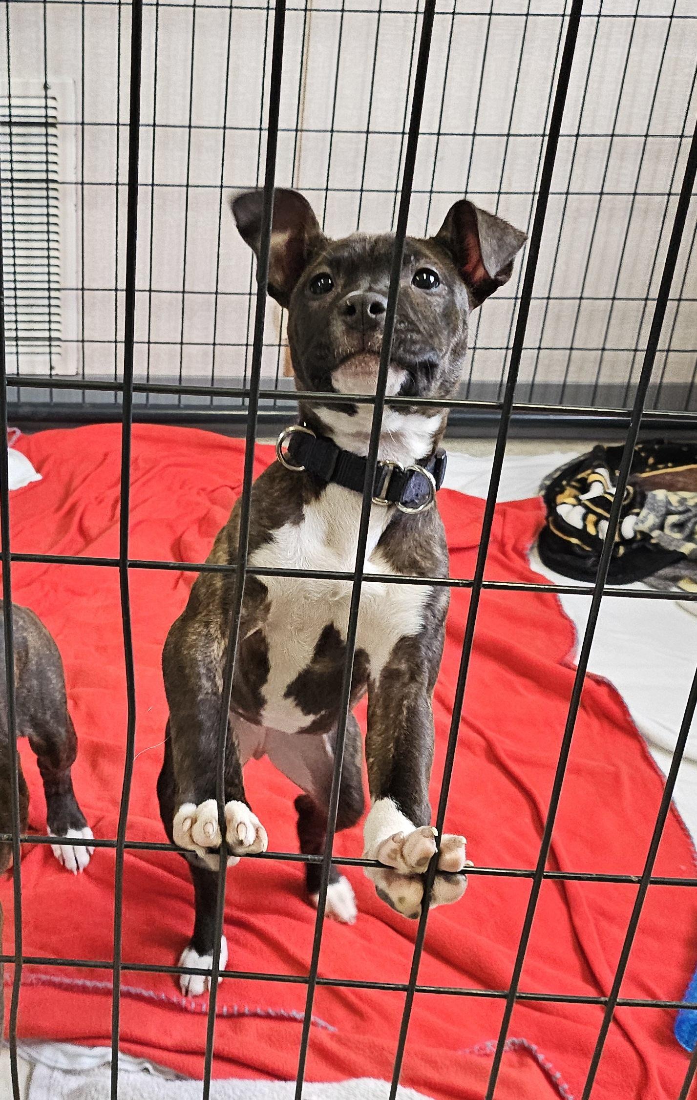 Enlarge Wednesday, an adopted mixed breed in Salem, NH image 2/2