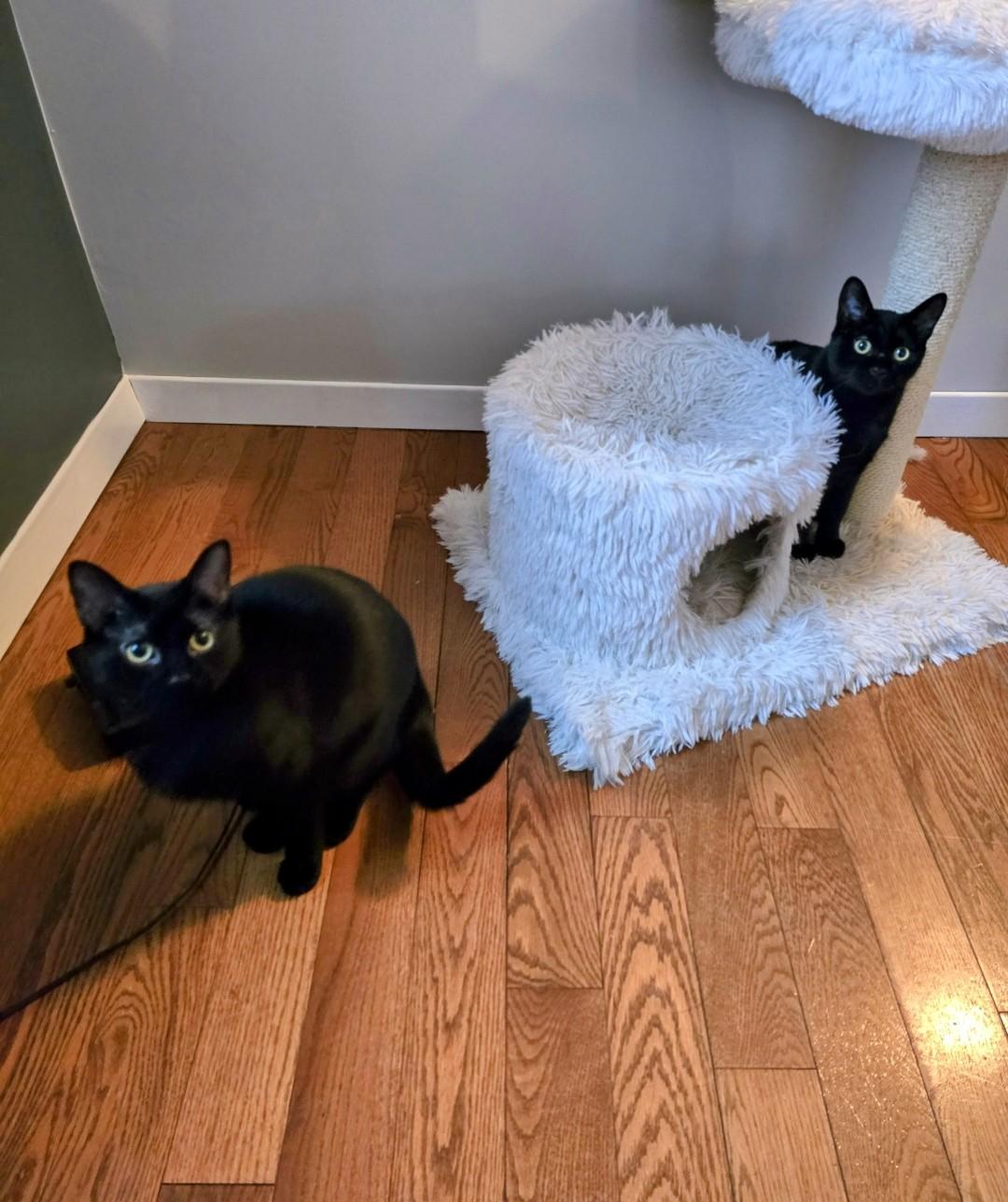 Binx and Bailey, Adoptable, Young Male Domestic Short Hair.