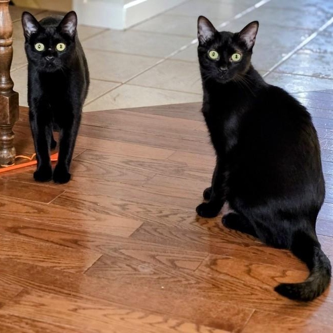Binx and Bailey
