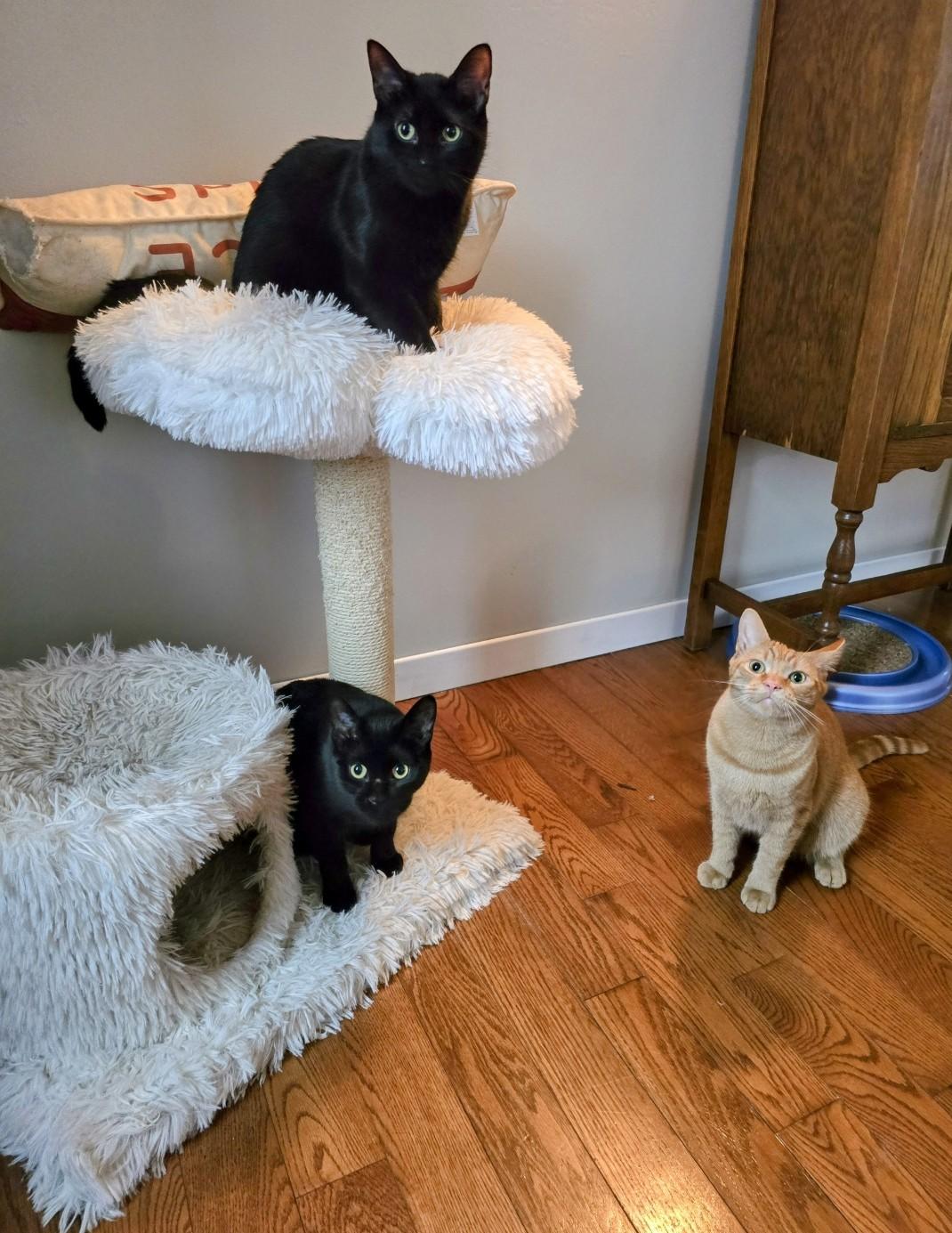 Binx and Bailey, a Adoptable Domestic Short Hair in Lucknow, ON image 5/6