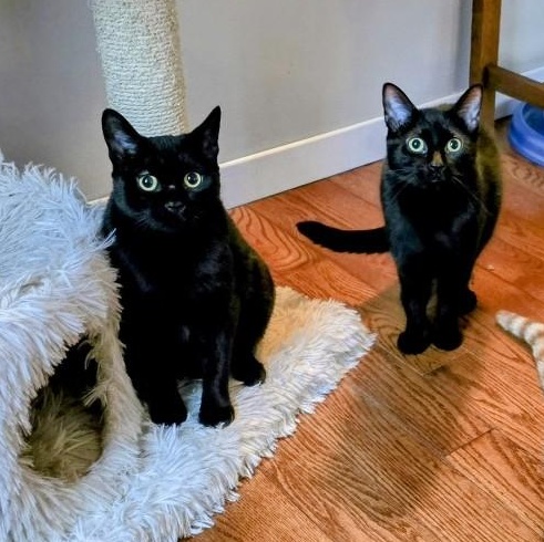 Binx and Bailey