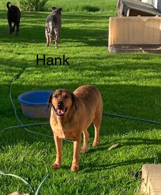 Hank, Adoptable, Young Male Labrador Retriever.