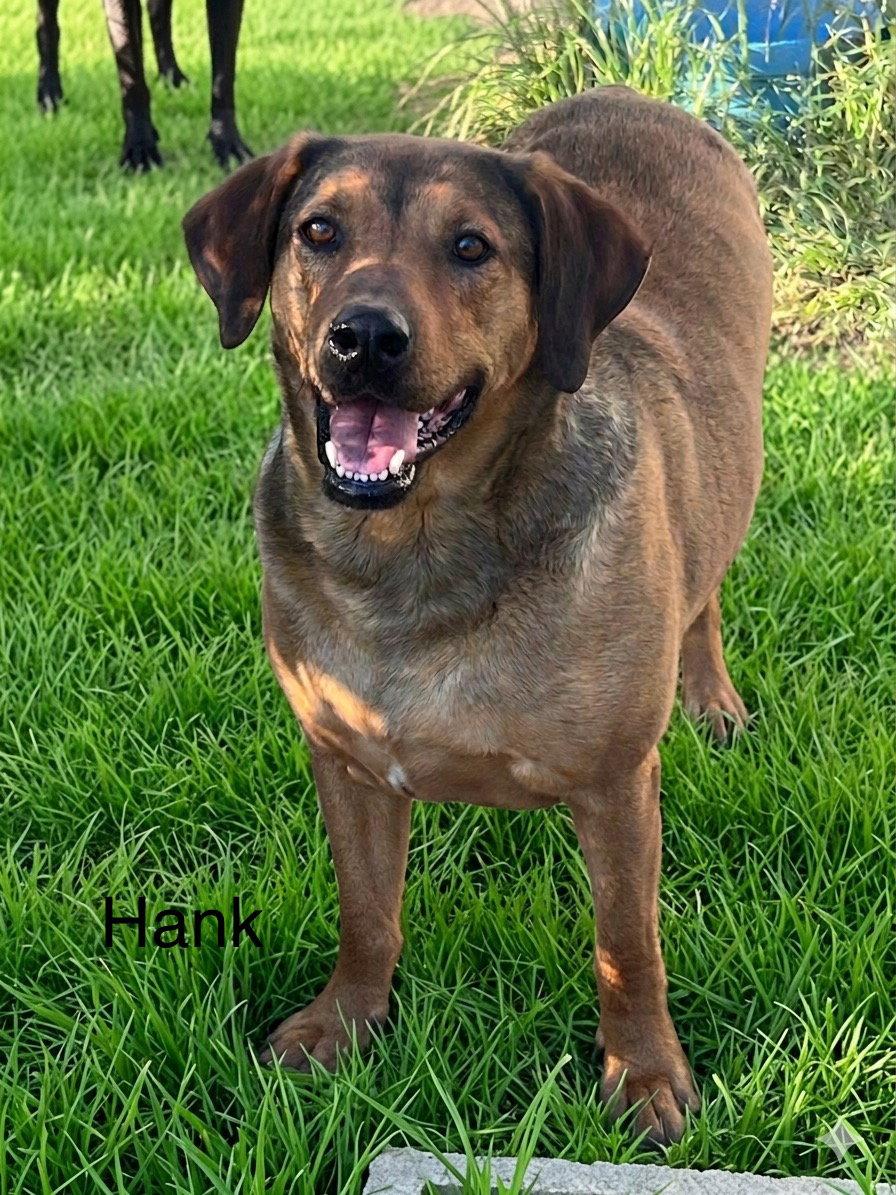 Enlarge Hank, a Adoptable Labrador Retriever in Farmerville, LA image 2/3