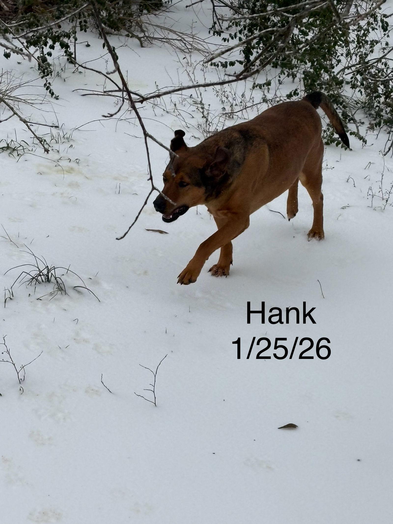 Hank, Adoptable, Young Male Labrador Retriever.