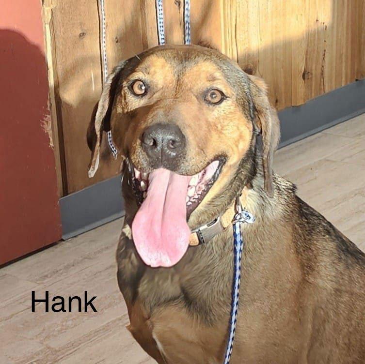 Enlarge Hank, a Adoptable Labrador Retriever in Farmerville, LA image 1/1