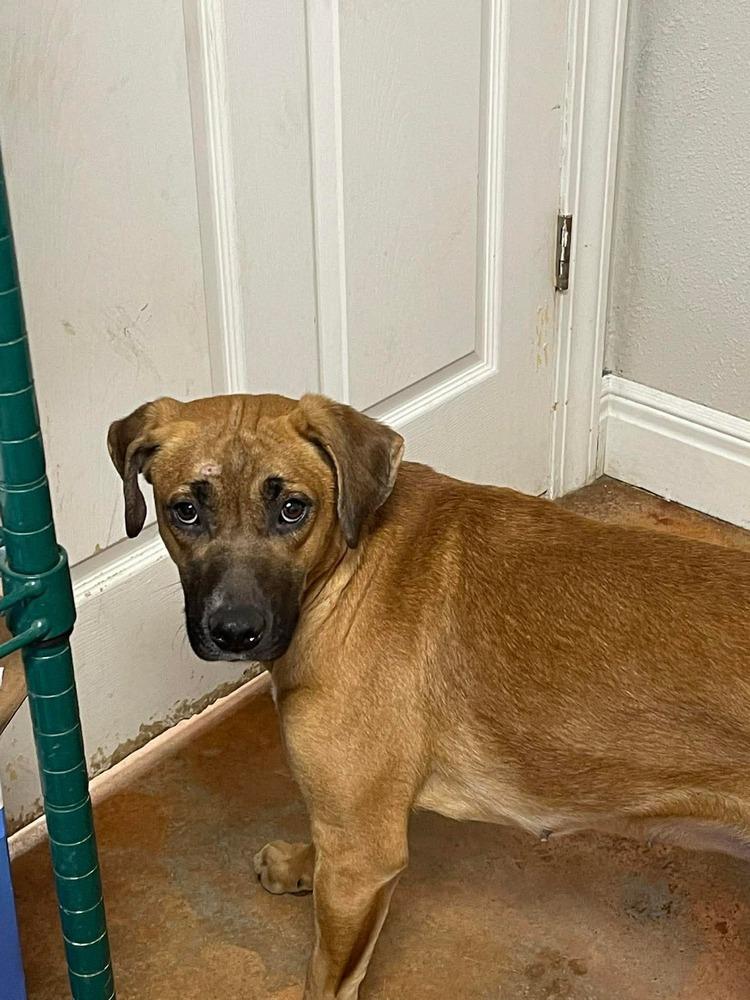 Pryncess, Adoptable, Young Female Rhodesian Ridgeback.