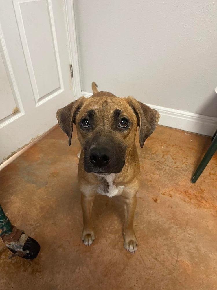 Enlarge Pryncess, a Adoptable mixed breed in Bolivar, MO image 2/2