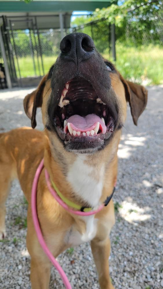 Pryncess, a Adopted mixed breed in Bolivar, MO image 3/6