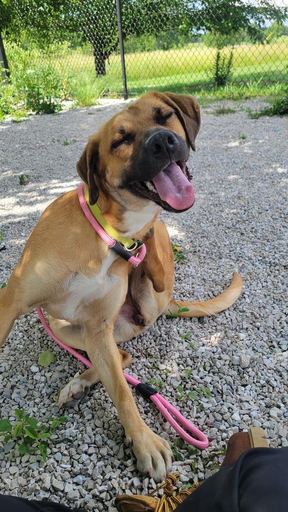Pryncess, a Adopted mixed breed in Bolivar, MO image 4/6