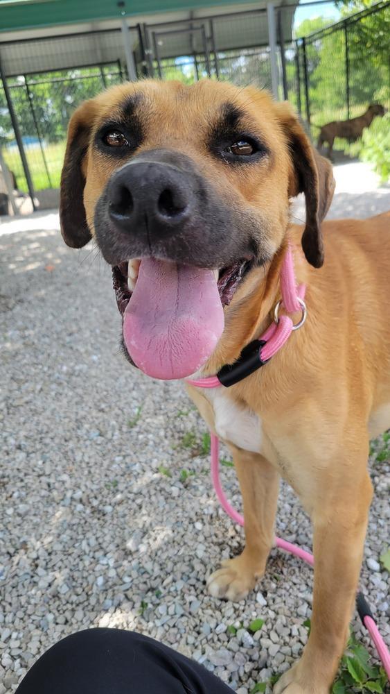 Pryncess, a Adopted mixed breed in Bolivar, MO image 5/6