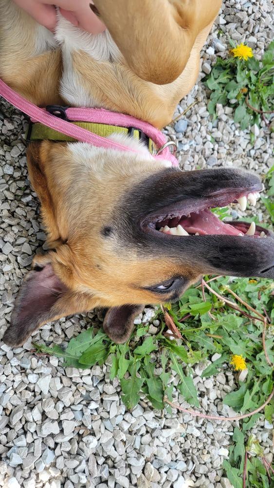 Pryncess, a Adopted mixed breed in Bolivar, MO image 6/6