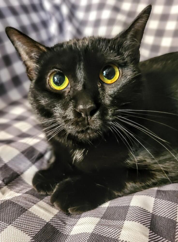 Enlarge Sabrina, an adopted Domestic Short Hair in Carrollton, TX image 1/1